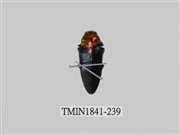 藏品(菲律賓產昆蟲)的圖片